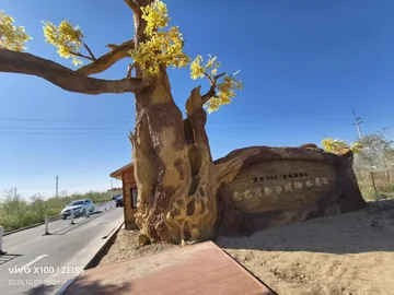 A golden desert poplar beneath a clear blue sky