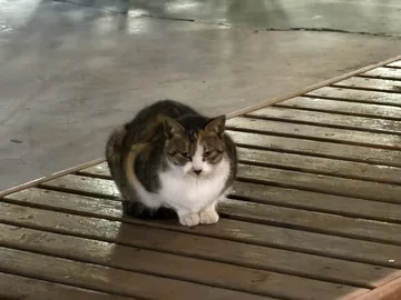 A cat sitting quietly on a bench at night