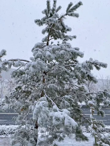 A pine tree covered in fresh snow