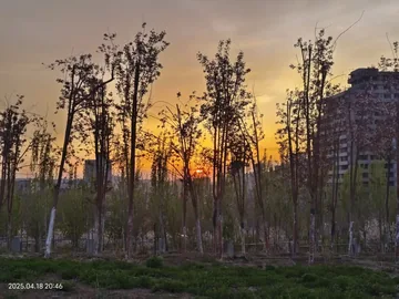 Sunset filtering through trees